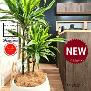 ドラセナ(175cm:ワーネッキー:レモンライム) 10号 白色 ぽってり スタイリッシュ 植木鉢 1鉢 【ココファイバー・プラ皿】 ドラセナワーネッキー ドラセナワーネッキーレモンライム Dracaen