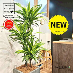 hZii175cmF[lbL[FCj 10 DF t@Co[ L[u^ 픫 1 yRRt@Co[EvMz hZi[lbL[ hZi[lbL[C Dracaen