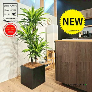 ドラセナ(175cm:ワーネッキー:レモンライム) 10号 黒色 ファイバー製 キューブ型 陶器鉢 1鉢 【ココファイバー・プラ皿】 ドラセナワーネッキー ドラセナワーネッキーレモンライム Dracaen