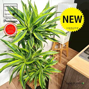 hZii175cmF[lbL[FCj 10 F t@Co[ L[u^ 픫 1 yRRt@Co[EvMz hZi[lbL[ hZi[lbL[C Dracaen