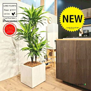 hZii175cmF[lbL[FCj 10 F t@Co[ L[u^ 픫 1 yRRt@Co[EvMz hZi[lbL[ hZi[lbL[C Dracaen