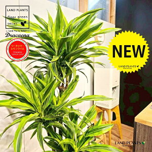 hZii175cmF[lbL[FCj 10 F t@Co[ L[u^ 픫 1 yRRt@Co[EvMz hZi[lbL[ hZi[lbL[C Dracaen