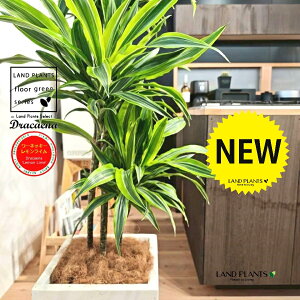 hZii175cmF[lbL[FCj 10 F t@Co[ L[u^ 픫 1 yRRt@Co[EvMz hZi[lbL[ hZi[lbL[C Dracaen