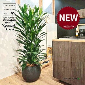 【借りずに買おう!】 ドラセナ(グローカル) 10号 黒色 ぽってり スタイリッシュ 植木鉢 1鉢 【ココファイバー・プラ皿】 コルディリネ グローカル コルディリネ ストリクタ グランディス