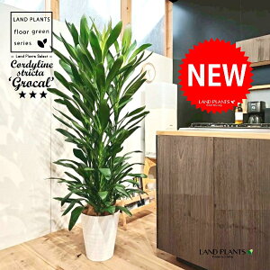 y؂肸ɔ!z hZiiO[Jj 10 F ZA[g 1 yRRt@Co[EMz RfBl O[J RfBl XgN^ OfBX RWl Cordyline stri