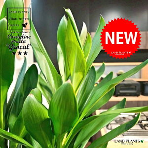 y؂肸ɔ!z hZiiO[Jj 10 F ZA[g 1 yRRt@Co[EMz RfBl O[J RfBl XgN^ OfBX RWl Cordyline stri