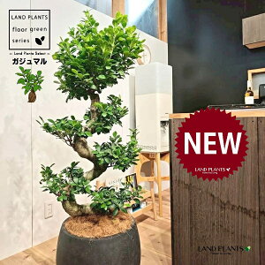 ガジュマル(曲がり盆栽) 10号 黒色 ぽってり スタイリッシュ 植木鉢 1鉢 【ココファイバー・プラ皿】 H120cm程度 がじゅまる 沖縄 多幸の木 キジムナー 精霊 ちゅらさん 細葉榕 正榕 榕樹 我