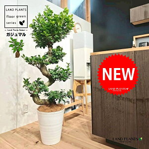 KW}iȂ~́j 10 F ZA[g 1 yRRt@Co[EMz H120cmx ܂  K̖ LWi[  炳 חt  Վ  Ficus microcarpa