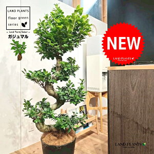 KW}iȂ~́j 10 F ZA[g 1 yRRt@Co[EMz H120cmx ܂  K̖ LWi[  炳 חt  Վ  Ficus microcarpa