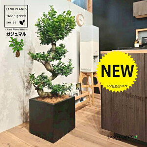 KW}iȂ~́j 10 F t@Co[ L[u^ 픫 1 yRRt@Co[EMz H120cmx ܂  K̖ LWi[  炳 חt  Վ 