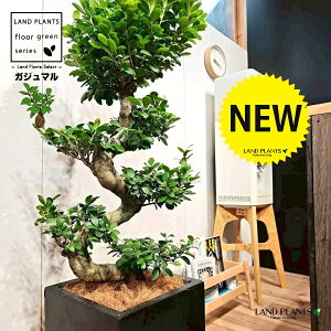 KW}iȂ~́j 10 F t@Co[ L[u^ 픫 1 yRRt@Co[EMz H120cmx ܂  K̖ LWi[  炳 חt  Վ 