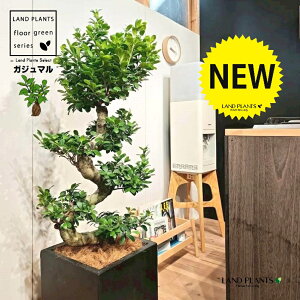 KW}iȂ~́j 10 F t@Co[ L[u^ 픫 1 yRRt@Co[EMz H120cmx ܂  K̖ LWi[  炳 חt  Վ 