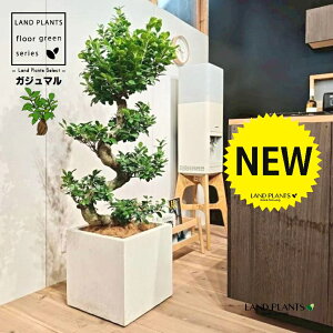 KW}iȂ~́j 10 F t@Co[ L[u^ 픫 1 yRRt@Co[EMz H120cmx ܂  K̖ LWi[  炳 חt  Վ 