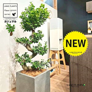 KW}iȂ~́j 10 DF t@Co[ L[u^ 픫 1 yRRt@Co[EMz H120cmx ܂  K̖ LWi[  炳 חt  Վ 