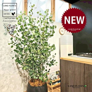 [Ji||Xj 10 F ۂĂ X^CbV Aؔ 1 yRRt@Co[EvMz ۏ }o ۏꃆ[J [J̖ RA RA̖ Eucalyptus polyanthemos