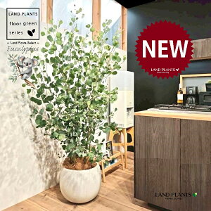 [Ji||Xj 10 F ۂĂ X^CbV Aؔ 1 yRRt@Co[EvMz ۏ }o ۏꃆ[J [J̖ RA RA̖ Eucalyptus polyanthemos