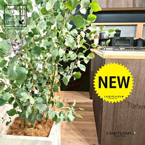 [Ji||Xj 10 F t@Co[ L[u^ 픫 1 yRRt@Co[EvMz ۏ }o ۏꃆ[J [J̖ RA RA̖ Eucalyptus polyanthemos