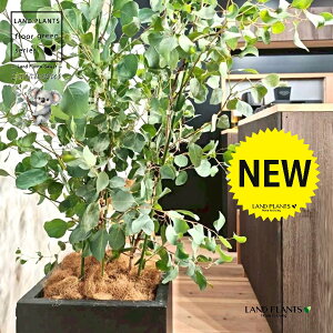 [Ji||Xj 10 F t@Co[ L[u^ 픫 1 yRRt@Co[EvMz ۏ }o ۏꃆ[J [J̖ RA RA̖ Eucalyptus polyanthemos