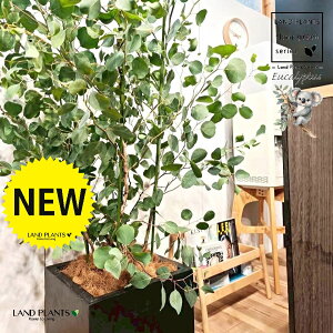 [Ji||Xj 10 F t@Co[ L[u^ 픫 1 yRRt@Co[EvMz ۏ }o ۏꃆ[J [J̖ RA RA̖ Eucalyptus polyanthemos