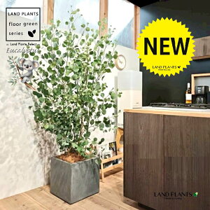 [Ji||Xj 10 DF t@Co[ L[u^ 픫 1 yRRt@Co[EvMz ۏ }o ۏꃆ[J [J̖ RA RA̖ Eucalyptus polyanthemos