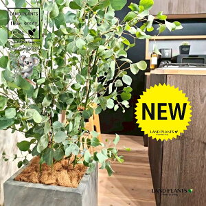 ユーカリ(ポポラス) 10号 灰色 ファイバー製 キューブ型 陶器鉢 1鉢 【ココファイバー・プラ皿】 丸場 マルバ 丸場ユーカリ ユーカリの木 コアラ コアラの木 Eucalyptus polyanthemos