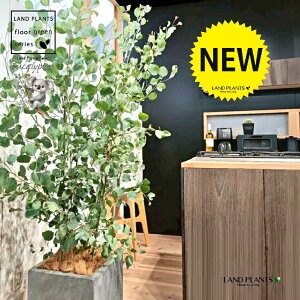 ユーカリ(ポポラス) 10号 灰色 ファイバー製 キューブ型 陶器鉢 1鉢 【ココファイバー・プラ皿】 丸場 マルバ 丸場ユーカリ ユーカリの木 コアラ コアラの木 Eucalyptus polyanthemos