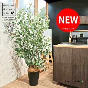 [Ji||Xj 10 F ZA[g 1 yRRt@Co[EMz ۏ }o ۏꃆ[J [J̖ RA RA̖ Eucalyptus polyanthemos