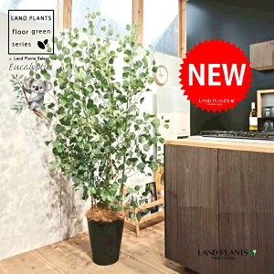 [Ji||Xj 10 F ZA[g 1 yRRt@Co[EMz ۏ }o ۏꃆ[J [J̖ RA RA̖ Eucalyptus polyanthemos