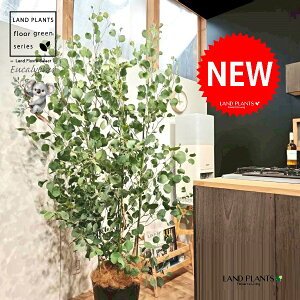 [Ji||Xj 10 F ZA[g 1 yRRt@Co[EMz ۏ }o ۏꃆ[J [J̖ RA RA̖ Eucalyptus polyanthemos