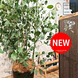 [Ji||Xj 10 F ZA[g 1 yRRt@Co[EMz ۏ }o ۏꃆ[J [J̖ RA RA̖ Eucalyptus polyanthemos