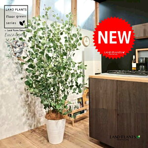 [Ji||Xj 10 F ZA[g 1 yRRt@Co[EMz ۏ }o ۏꃆ[J [J̖ RA RA̖ Eucalyptus polyanthemos