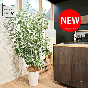 [Ji||Xj 10 F ZA[g 1 yRRt@Co[EMz ۏ }o ۏꃆ[J [J̖ RA RA̖ Eucalyptus polyanthemos