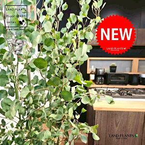 [Ji||Xj 10 F ZA[g 1 yRRt@Co[EMz ۏ }o ۏꃆ[J [J̖ RA RA̖ Eucalyptus polyanthemos