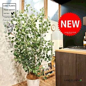 [Ji||Xj 10 F ZA[g 1 yRRt@Co[EMz ۏ }o ۏꃆ[J [J̖ RA RA̖ Eucalyptus polyanthemos