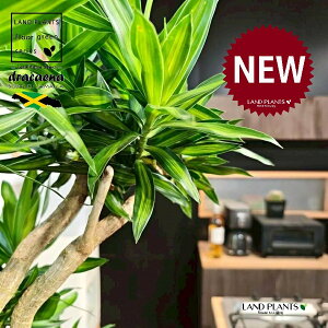 ドラセナ(ソングオブジャマイカ) 10号 黒色 ぽってり スタイリッシュ 植木鉢 1鉢 【内部受皿・ココファイバー】 ソングオブ ジャマイカ ドラセナ・ソング・オブ・ジャマイカ センジュラ