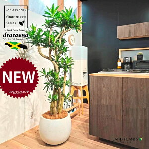 ドラセナ(ソングオブジャマイカ) 10号 白色 ぽってり スタイリッシュ 植木鉢 1鉢 【内部受皿・ココファイバー】 ソングオブ ジャマイカ ドラセナ・ソング・オブ・ジャマイカ センジュラ