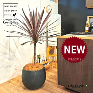 RfBlibhX^[j 10 F ۂĂ X^CbV Aؔ 1 yRRt@Co[EvMz RfBl RWl RfBlbhX^[ I[XgX Cordyline frutic