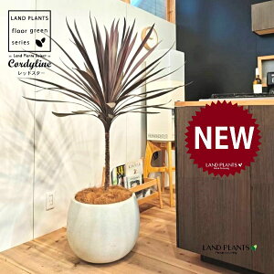 コルディリネ(レッドスター) 10号 白色 ぽってり スタイリッシュ 植木鉢 1鉢 【ココファイバー・プラ皿】 コルディリネ コルジリネ コルディリネレッドスター オーストラリス Cordyline frutic