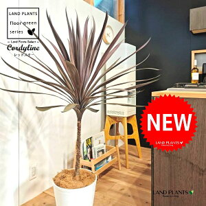 RfBlibhX^[j 10 F ZA[g 1 yRRt@Co[EMz RfBl RWl RfBlbhX^[ I[XgX Cordyline fruticosa redstar