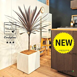 RfBlibhX^[j 10 F t@Co[ L[u^ 픫 1 yRRt@Co[EvMz RfBl RWl RfBlbhX^[ I[XgX Cordyline frutic