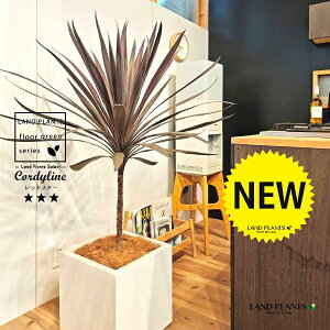 コルディリネ(レッドスター) 10号 白色 ファイバー製 キューブ型 陶器鉢 1鉢 【ココファイバー・プラ皿】 コルディリネ コルジリネ コルディリネレッドスター オーストラリス Cordyline frutic