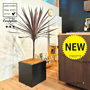 RfBlibhX^[j 10 F t@Co[ L[u^ 픫 1 yRRt@Co[EvMz RfBl RWl RfBlbhX^[ I[XgX Cordyline frutic