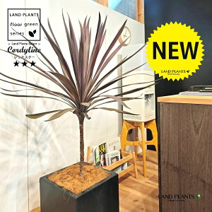 RfBlibhX^[j 10 F t@Co[ L[u^ 픫 1 yRRt@Co[EvMz RfBl RWl RfBlbhX^[ I[XgX Cordyline frutic