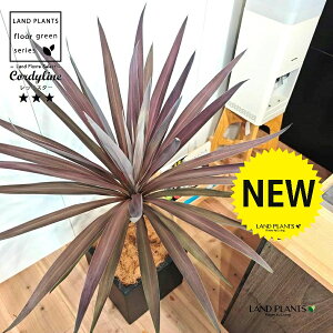 RfBlibhX^[j 10 F t@Co[ L[u^ 픫 1 yRRt@Co[EvMz RfBl RWl RfBlbhX^[ I[XgX Cordyline frutic