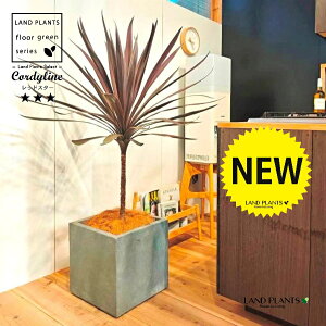 コルディリネ(レッドスター) 10号 灰色 ファイバー製 キューブ型 陶器鉢 1鉢 【ココファイバー・プラ皿】 コルディリネ コルジリネ コルディリネレッドスター オーストラリス Cordyline frutic