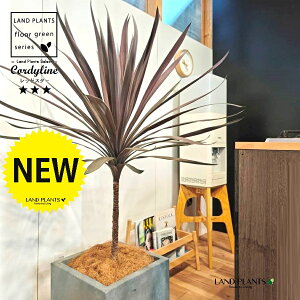 RfBlibhX^[j 10 DF t@Co[ L[u^ 픫 1 yRRt@Co[EvMz RfBl RWl RfBlbhX^[ I[XgX Cordyline frutic