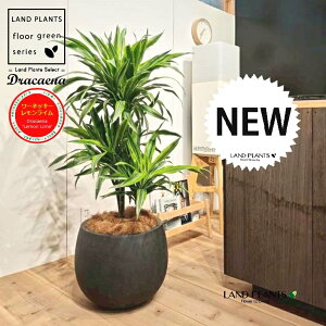 ドラセナ(低木仕立て:ワーネッキー・レモンライム) 10号 黒色 ぽってり スタイリッシュ 植木鉢 1鉢 【ココファイバー・プラ皿】 ドラセナワーネッキー ドラセナワーネッキーレモンライ