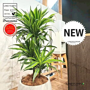 hZii؎dāF[lbL[ECj 10 F ۂĂ X^CbV Aؔ 1 yRRt@Co[EvMz hZi[lbL[ hZi[lbL[C