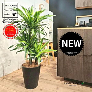 hZii؎dāF[lbL[ECj 10 F ZA[g 1 yRRt@Co[EMz hZi[lbL[ hZi[lbL[C VV}Zl