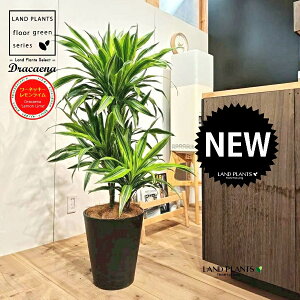 hZii؎dāF[lbL[ECj 10 F ZA[g 1 yRRt@Co[EMz hZi[lbL[ hZi[lbL[C VV}Zl